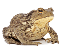 060367va-2229-212x169.png