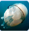 06036b83-d1d1-196x208.png