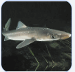 06036b8z-7e72-174x168.png