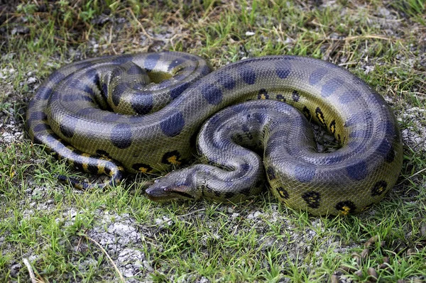 Green Anaconda Eunectes Murinus Los Lianos Venezuela — стокове фото