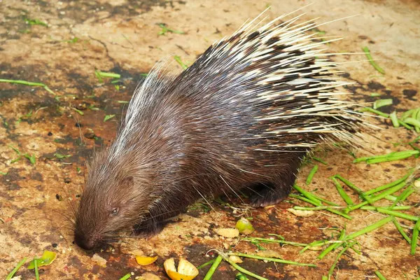 Крупним Планом Старого Світу Porcupine Having Food — стокове фото