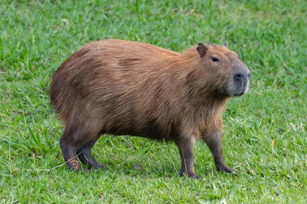 Південноамериканська Capybara Closeup Селективний Фокус — стокове фото