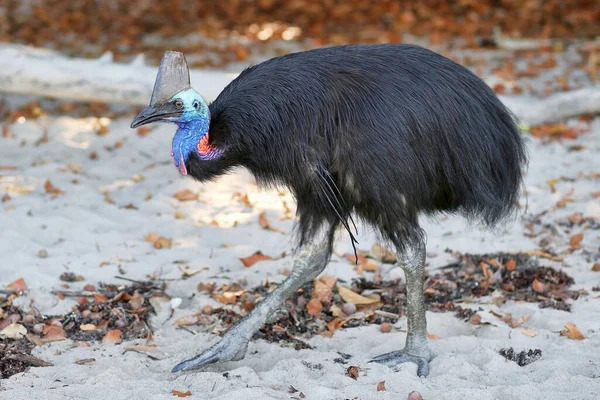 Південний Казуар Casuarius Casarius Острів Морсбі Квінсленд Австралія — стокове фото