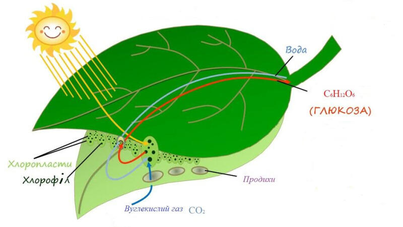 06036h7b-8e4e-800x450.jpg