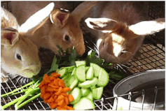 06036hvn-78d8-237x159.png