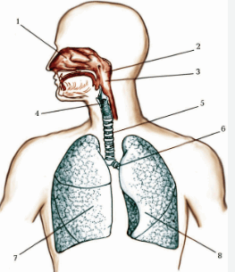 06036onw-07b8-263x305.png