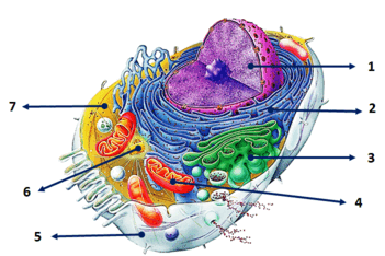 06036pxy-91de-449x299.png