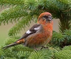 🌲🌲🌲Хто такі шишкарі?🐦🐦🐦... - ДП "Роменський лісгосп ...