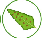 06036tmi-2377-176x158.png