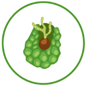 06036tph-c2e5-173x172.png