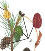 06036urv-27f7-151x170.png