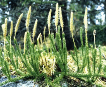 06036xad-0922-341x279.png