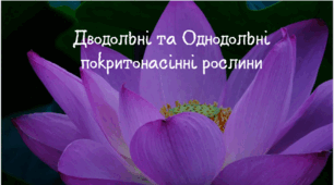 Дводольні та Однодольні покритонасінні рослини.