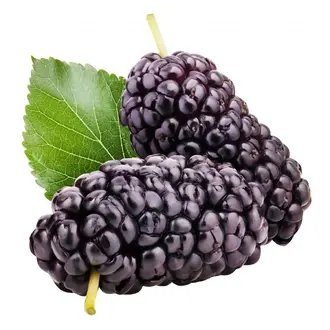 060376fj-e1ea-330x330.webp