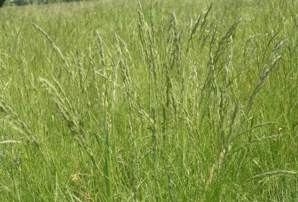 0603784d-e288-298x202.png