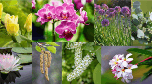 Різноманітність вищих рослин 
