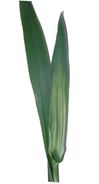 06037a6b-3565-193x358.png