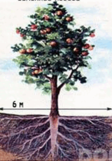 06037b4y-5337-229x330.png