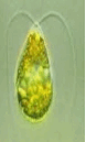 06037bfx-5c44-78x129.png