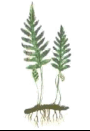 06037bgp-2d54-130x189.png