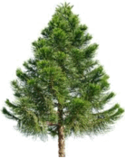 06037bya-84d6-138x175.png