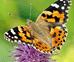 06037c3c-5739-74x62.png