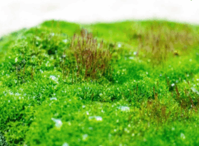 06037d2p-04cb-279x205.png