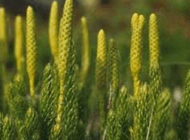 06037d3l-e2cd-214x158.png