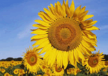 06037d63-714f-222x157.png