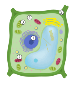 06037dbg-9837-247x290.png