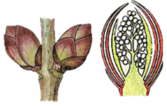 06037fsh-1910-167x106.png