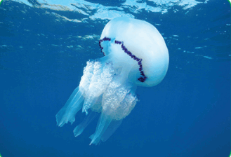 06037j2w-1a43-329x224.png