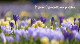 Родини Однодольних рослин.