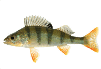 06037jbh-4607-325x222.png