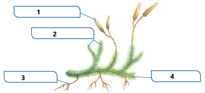 06037o2h-be95-707x320.png