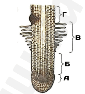 06037p5s-0712-284x314.png