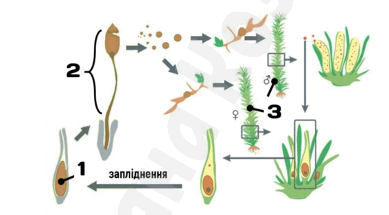 06037p6o-6cf2-567x313.png