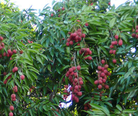 06037zip-b5c9-269x227.jpg