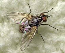060380oo-97c3-220x179.jpg