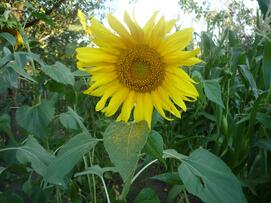060383a8-5bf0-271x203.jpg