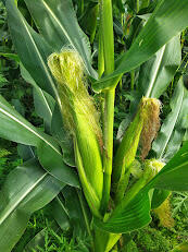 060383ez-da01-173x231.jpg