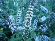 060383g5-ad61-228x171.jpg