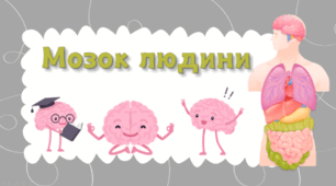 Мозок людини