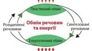 Контрольна робота « Обмін речовин і перетворення енергії"