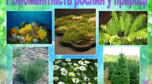 Тест  «Різноманітність рослин у природі»