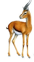 06038pxd-1d89-120x217.png