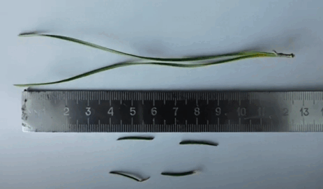 06038qmd-43fc-463x271.png