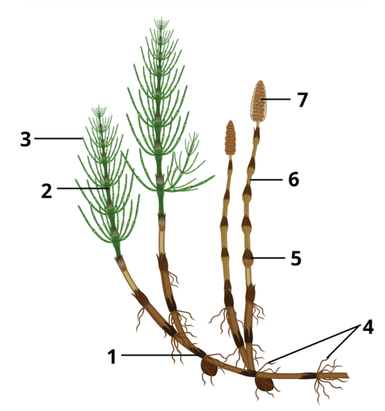06038th2-a553-556x594.png