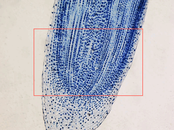 06038wvp-b543-600x450.png
