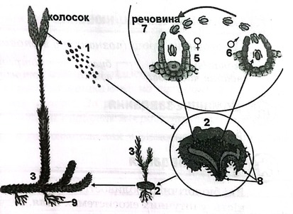 06038xvg-e2f1-940x689.jpg